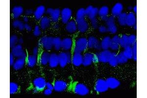Immunostaining of salamander retina showing labeling of 14-3-3 protein when phosphorylated at Ser58 in Müller glial cells in green and DNA in blue. (YWHAB anticorps  (pSer58))