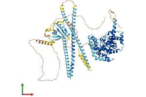 AlphaFold protein structure predicition of Mouse Recombinant Tbc1d2 Protein, UniprotID B1AVH7