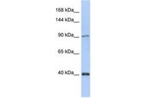 Image no. 1 for anti-Polymerase (DNA Directed) kappa (POLK) (AA 35-84) antibody (ABIN6743491) (POLK anticorps  (AA 35-84))