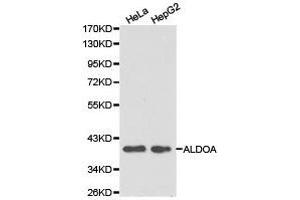 Western Blotting (WB) image for anti-Aldolase A, Fructose-Bisphosphate (ALDOA) antibody (ABIN1870931) (ALDOA anticorps)