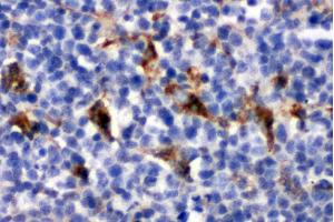 Anti-CD68 antibody, IHC(P) IHC(P): Mouse Spleen Tissue