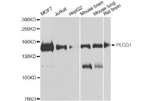 Western blot analysis of extracts of various cell lines, using PLCG1 antibody.