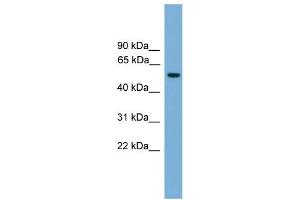 WB Suggested Anti-FOXN3 Antibody Titration: 0. (FOXN3 anticorps  (Middle Region))