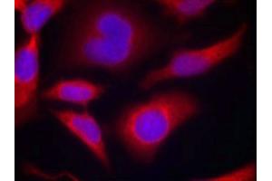 Immunofluorescence staining of methanol-fixed Hela cells using AMPKa1(Phospho-Ser487)Antibody.