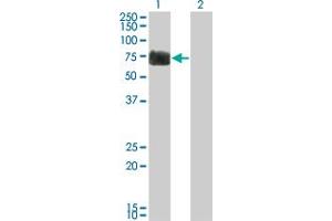 Western Blot analysis of RTN2 expression in transfected 293T cell line by RTN2 monoclonal antibody (M05), clone 6A11. (Reticulon 2 anticorps  (AA 1-100))