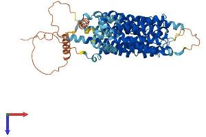 AlphaFold protein structure predicition of Human Recombinant SLC43A1 Protein, UniprotID O75387