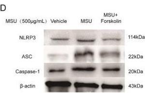 Pyroptosis stress was invalidated once cAMP increased by Forskolin in vitro. (Caspase 1 p20 anticorps  (AA 181-280))