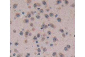 IHC-P analysis of Mouse Tissue, with DAB staining. (Coagulation Factor V anticorps  (AA 1863-2161))