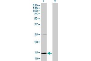 Western Blot analysis of SCGB1A1 expression in transfected 293T cell line by SCGB1A1 MaxPab polyclonal antibody. (SCGB1A1 anticorps  (AA 1-91))