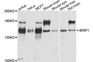 Western blot analysis of extracts of various cell lines, using BRIP1 antibody (ABIN5995423) at 1/1000 dilution. (BACH1 anticorps)