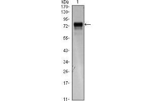 Western Blot showing FLT4 antibody used against FLT4 (AA: 25-330)-hIgGFc transfected HEK293 cell lysate. (FLT4 anticorps)