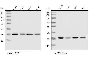 Western blot analysis of HnRNP A1 using anti-HnRNP A1 antibody (ABIN4886621).