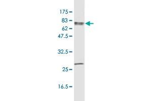 Western Blot detection against Immunogen (96.