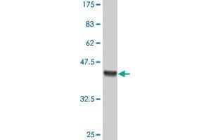 Western Blot detection against Immunogen (36. (HOXB9 anticorps  (AA 65-163))