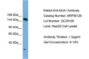 WB Suggested Anti-EEA1  Antibody Titration: 0. (EEA1 anticorps  (N-Term))