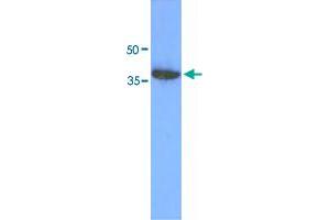 Western blot analysis of 293T cell lysate (30 ug) by ACOT7 monoclonal antibody, clone AT1D5  (1:1000). (ACOT7 anticorps  (AA 1-370))