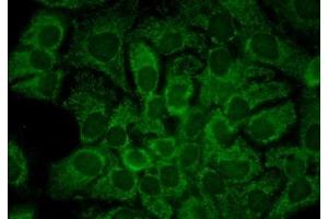 Immunocytochemistry/Immunofluorescence analysis using Mouse Anti-Hsp90 alpha Monoclonal Antibody, Clone 2G5.