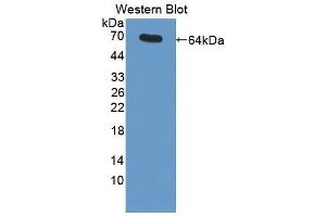Western blot analysis of the recombinant protein. (MME anticorps  (AA 455-750))