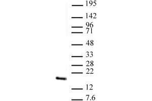 Histone H3 trimethyl Lys4 antibody (pAb) tested by Western blot. (Histone 3 anticorps  (H3K4me3))