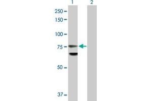 Western Blot analysis of LMNB1 expression in transfected 293T cell line by LMNB1 MaxPab polyclonal antibody. (Lamin B1 anticorps  (AA 1-586))