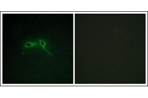 Immunofluorescence analysis of HepG2 cells, using NF1 Antibody.