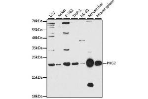 Western blot analysis of extracts of various cell lines, using PRG2 antibody.