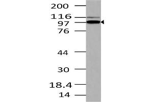 Image no. 1 for anti-TLR4 Interactor with Leucine-Rich Repeats (TRIL) (AA 600-811) antibody (ABIN5027596) (TRIL anticorps  (AA 600-811))