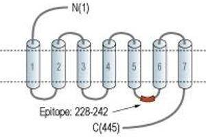 Representative domain view of the target of ABIN7043271. (HRH3 anticorps  (3rd Intracellular Loop))
