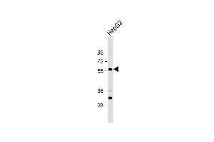 Anti-ST6GAL2 Antibody (C-term) at 1:1000 dilution + HepG2 whole cell lysate Lysates/proteins at 20 μg per lane. (ST6GAL2 anticorps  (C-Term))