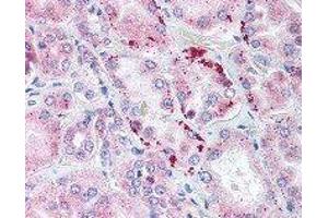 anti-WD Repeat and HMG-Box DNA Binding Protein 1 (WDHD1) antibody