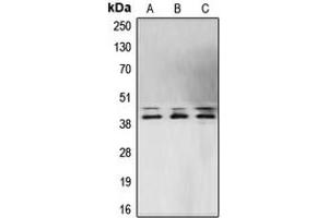 Western blot analysis of ERK1/2 expression in MCF7 (A), NIH3T3 (B), PC12 (C) whole cell lysates. (ERK1/2 anticorps  (Center))