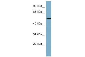 PRPH antibody used at 1 ug/ml to detect target protein.