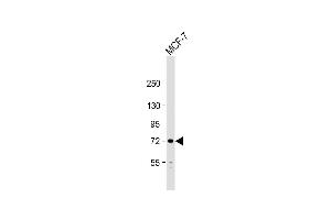 Anti-PIASx1/2 Antibody  at 1:1000 dilution + MCF-7 whole cell lysate Lysates/proteins at 20 μg per lane. (PIAS2 anticorps  (N-Term))