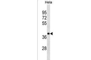 HNRN Antibody (N-term) (ABIN1539277 and ABIN2850046) western blot analysis in Hela cell line lysates (35 μg/lane). (HNRNPA3 anticorps  (N-Term))