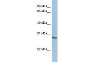 Image no. 1 for anti-N-Acetylneuraminic Acid Phosphatase (NANP) (AA 179-228) antibody (ABIN6743708) (NANP anticorps  (AA 179-228))