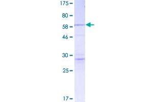 Caspase 3 (CASP3) (AA 1-277) protein (GST tag)