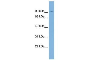 SEC63 antibody used at 1 ug/ml to detect target protein. (SEC63 anticorps)