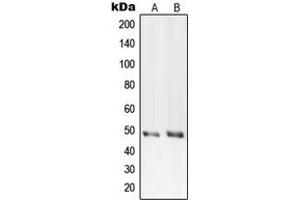 Western blot analysis of PRIM1 expression in HeLa (A), Raw264. (PRIM1 anticorps  (C-Term))