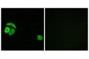 Immunofluorescence analysis of A549 cells, using RPL27A antibody. (RPL27A anticorps  (C-Term))