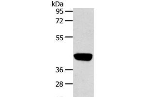 Western Blot analysis of Hepg2 cell using PRSS50 Polyclonal Antibody at dilution of 1:450 (PRSS50 anticorps)