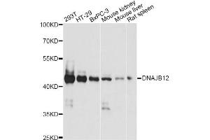Western blot analysis of extracts of various cell lines, using DNAJB12 antibody. (DNAJB12 anticorps)