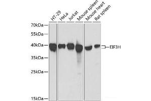 Western blot analysis of extracts of various cell lines using EIF3H Polyclonal Antibody at dilution of 1:1000. (EIF3H anticorps)