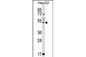 TRIM11 Antibody (C-term) (ABIN657207 and ABIN2846320) western blot analysis in HepG2 cell line lysates (35 μg/lane). (TRIM11 anticorps  (C-Term))