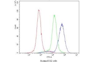 Flow cytometry testing of human K562 cells with RAB27A antibody at 1ug/10^6 cells (blocked with goat sera) (RAB27A anticorps)