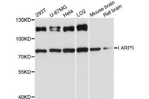 Western blot analysis of extracts of various cell lines, using LARP5 antibody (ABIN6294144) at 1:3000 dilution.