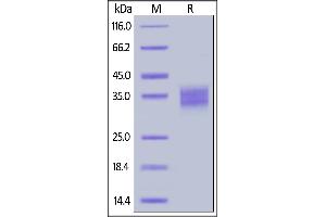 Biotinylated Mouse Fc gamma RIV, His,Avitag (BLI verified) on  under reducing (R) condition.