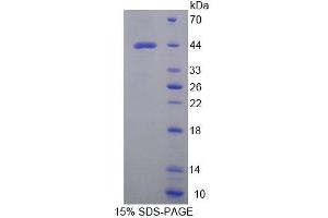 SDS-PAGE analysis of Mouse WARS2 Protein. (WARS2 Protéine)