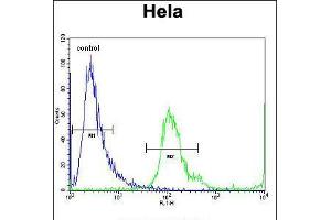 Flow cytometric analysis of Hela cells (right histogram) compared to a negative control cell (left histogram). (MBNL2 anticorps  (C-Term))