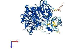 AlphaFold protein structure predicition of Human Recombinant ACSS2 Protein, UniprotID Q9NR19