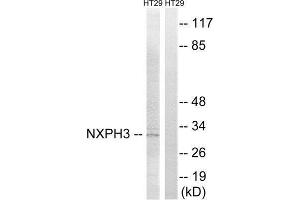 Western Blotting (WB) image for anti-Neurexophilin 3 (NXPH3) (Internal Region) antibody (ABIN1851686) (NXPH3 anticorps  (Internal Region))